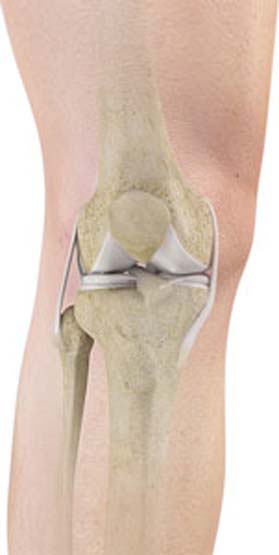 Hip Anatomy